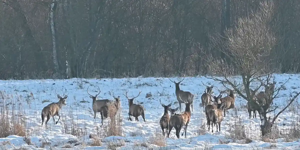 [Vidéo] Une bande de cerfs se fraye un chemin dans la neige