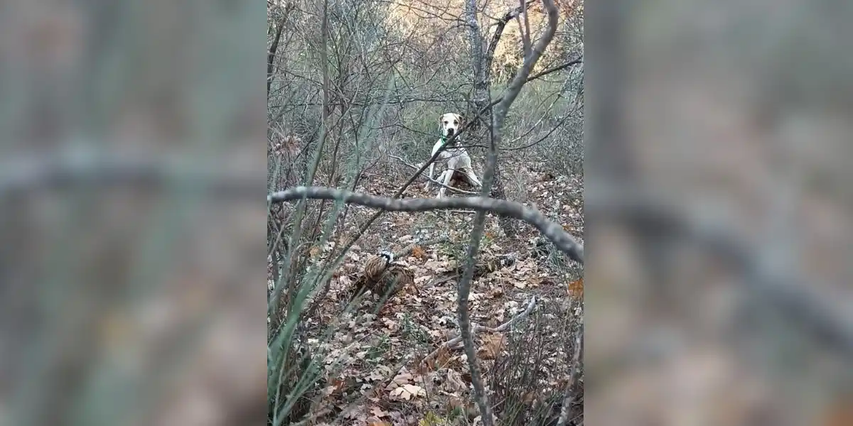 [Vidéo] Face à face entre un chien de chasse et une bécasse