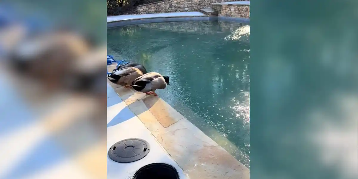 [Vidéo] Des canards pensent profiter d’une piscine mais tout ne se passe pas comme prévu