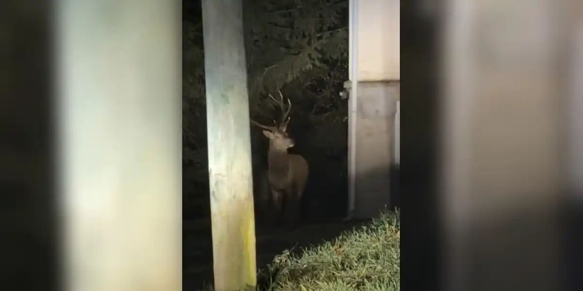 [Vidéo] Un cerf surpris par un riverain durant sa balade nocturne