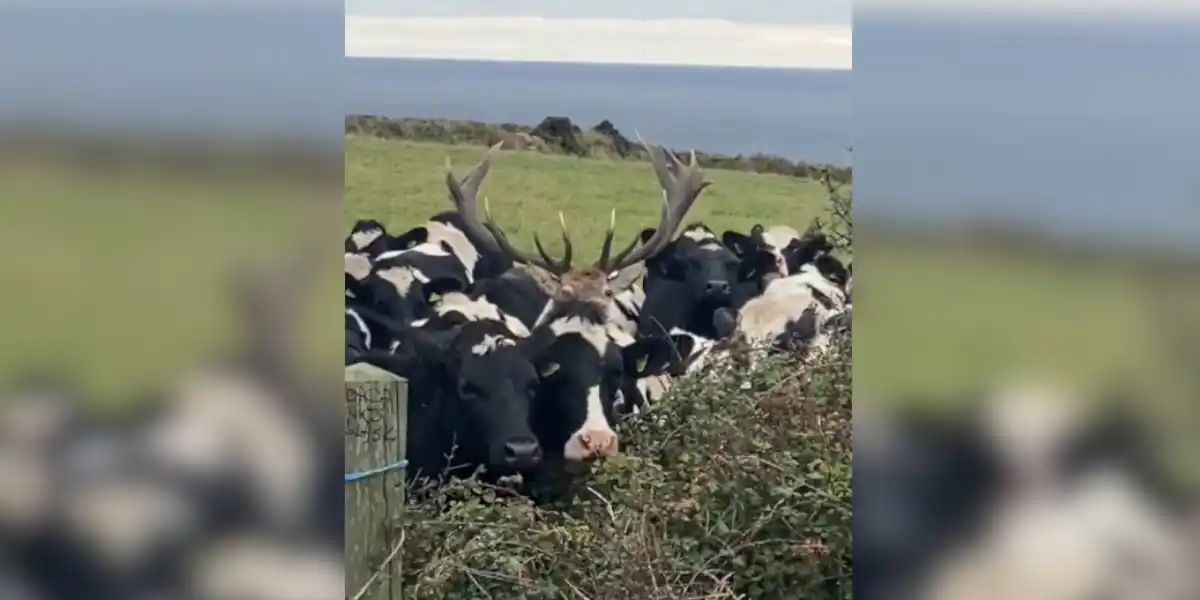 [Vidéo] Insolite : quand un cerf se trompe de harde