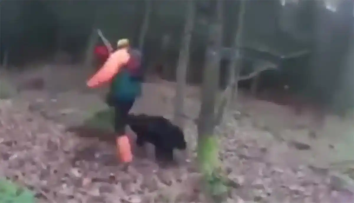 [Vidéo] Un traqueur joue à saute mouton avec un sanglier