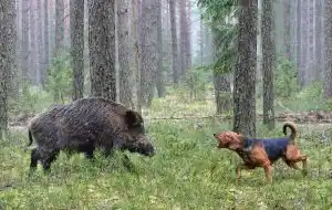 chien de chasse et sanglier