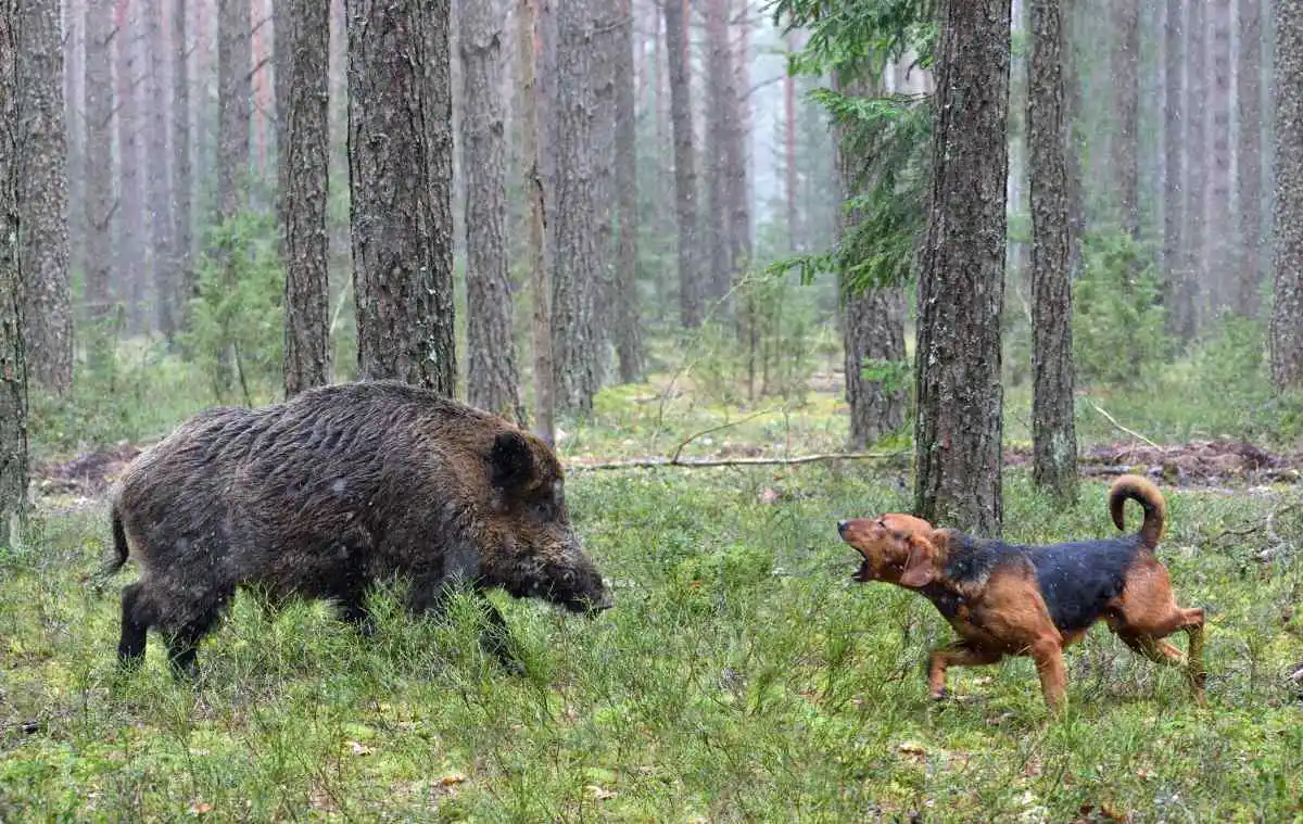 2 chiens de chasse meurent d’Aujeszky en Belgique