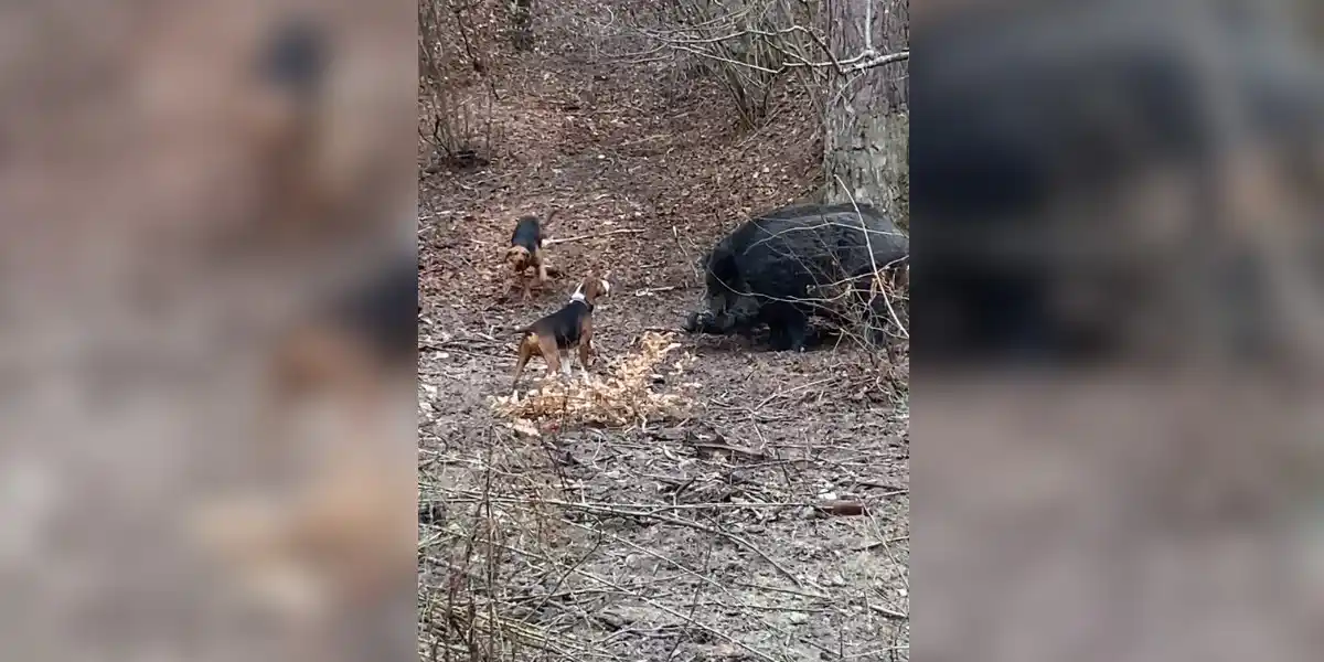 [Vidéo] Un énorme sanglier fait face à plusieurs chiens de chasse