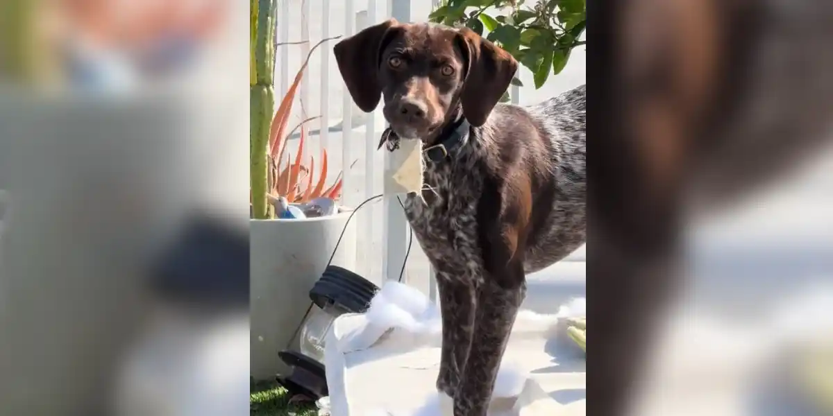 [Vidéo] Un chiot Braque Allemand veut changer les chaises longues