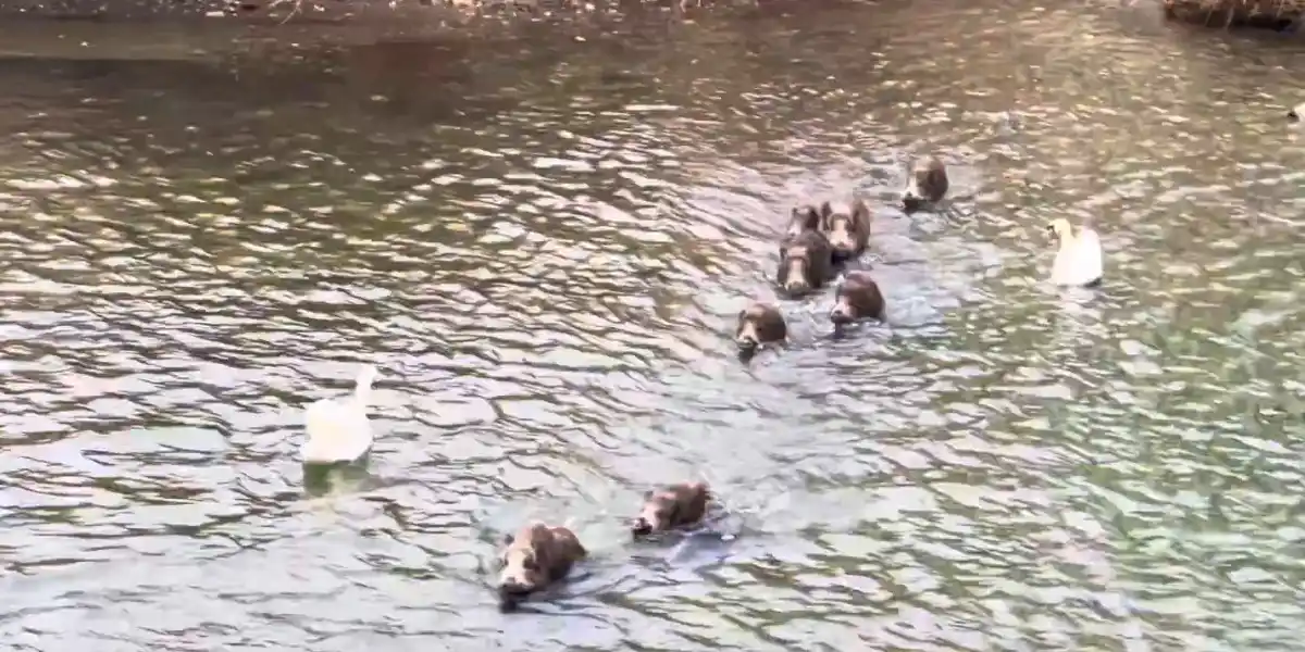 [Vidéo] Une compagnie de sangliers traverse un cours d’eau sous les yeux amusés des riverains