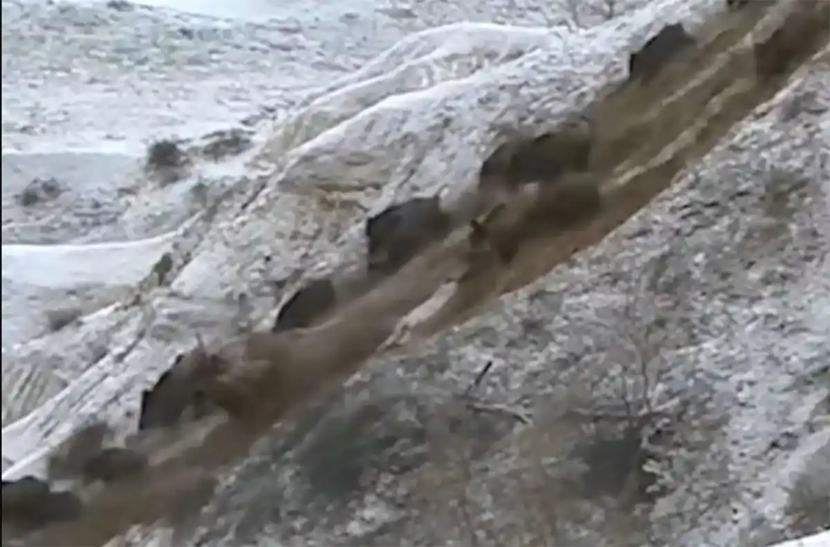 [Vidéo] Une immense compagnie de sangliers dévale une colline à toute vitesse