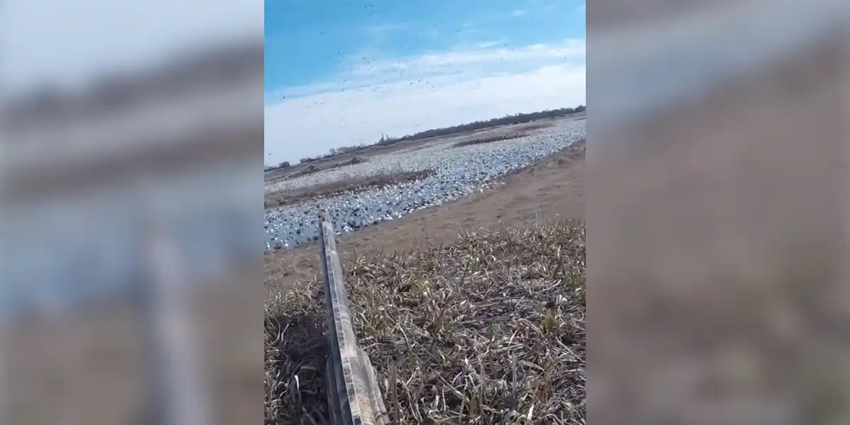 [Vidéo] Quand il y a tellement d’oies que tu ne sais pas ou tirer