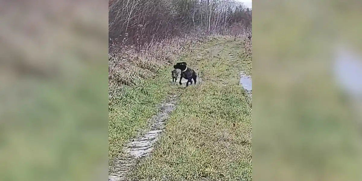 [Vidéo] Un chien de chasse pas très à l’aise devant un marcassin