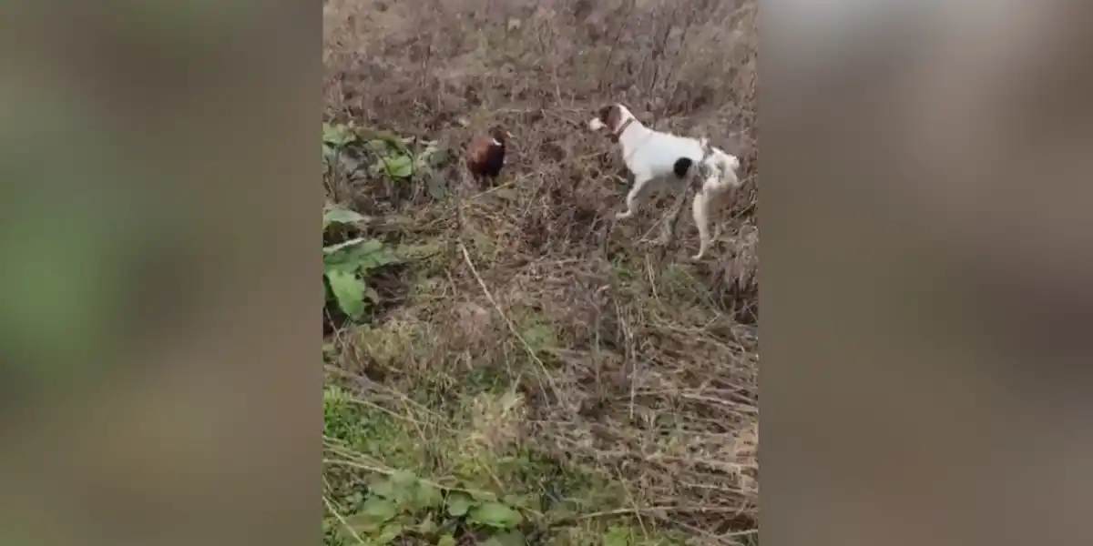 [Vidéo] Un faisan se prend pour un sanglier et charge un chien de chasse