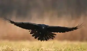 Le grand corbeau, nouvelle menace pour les éleveurs ?