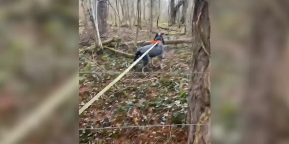 [Vidéo] Un chien de chasse part « au rupteur » sur la piste des sangliers