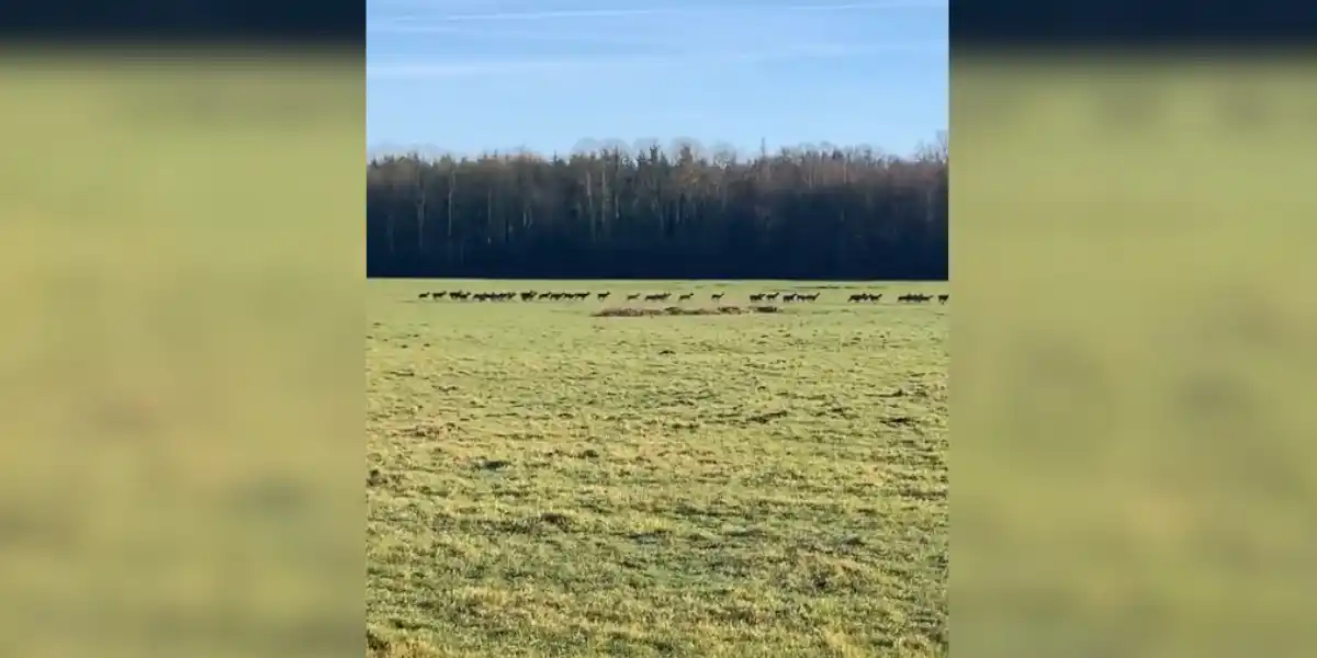 [Vidéo] Une superbe harde filmée dans l’Orne