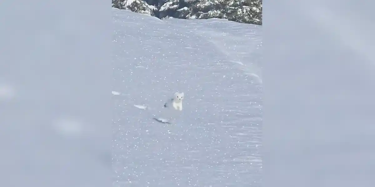 [Vidéo] Une hermine en pelage d’hiver sautille sur la neige