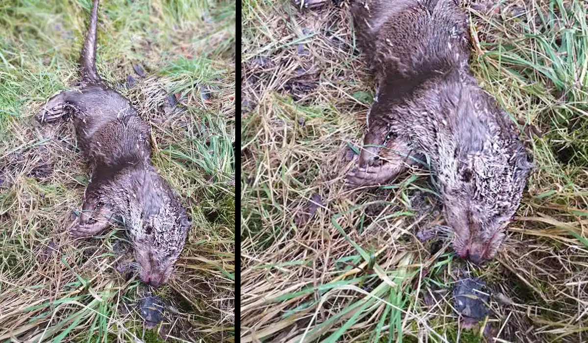 Un animal disparu depuis 50 ans retrouvé en Moselle