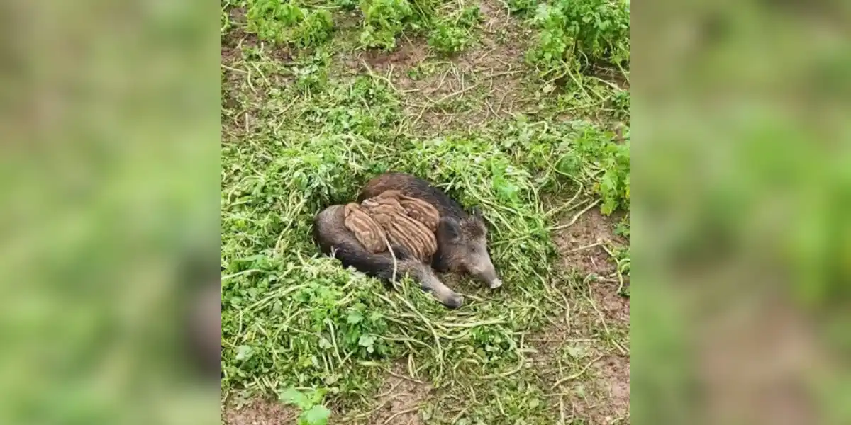 [Vidéo] Quand la famille sanglier se tient bien au chaud