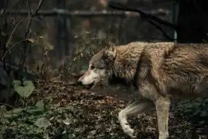 Deux loups vont être abattus pour avoir approché un enfant de 4 ans à quelques mètres