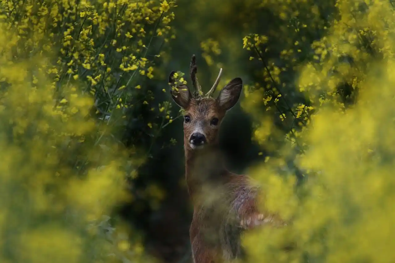 Baisse du nombre de chevreuils en France : l’espèce ne s’adapterait pas au changement climatique