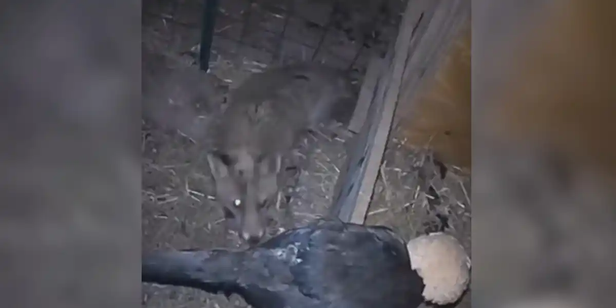 [Vidéo] Un renard fait son marché dans un poulailler