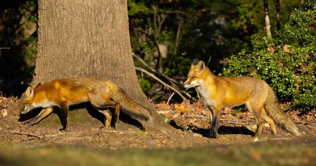 Le rut du renard