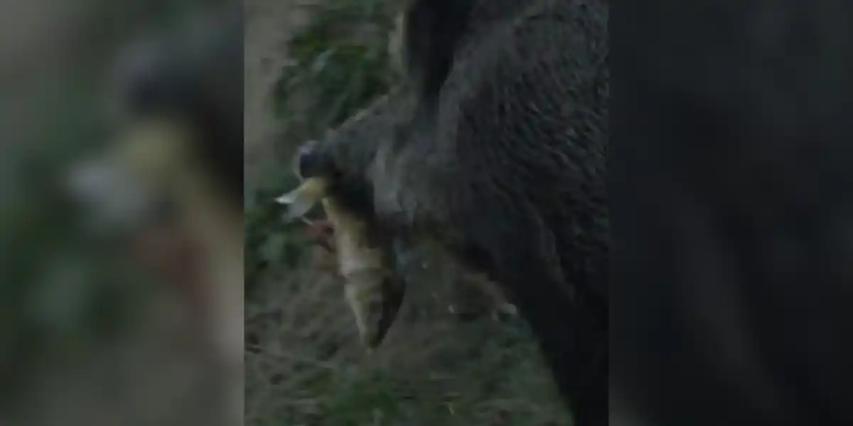 [Vidéo] Les sangliers à la pêche aux carpes