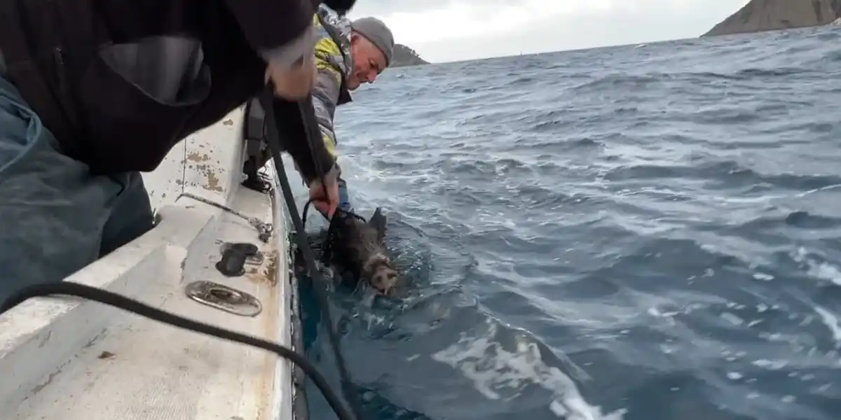 Un sanglier perdu en pleine mer sauvé par des pêcheurs au large des Bouches-du-Rhône