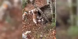 [Vidéo] Un sanglier se retrouve coincé entre deux arbres devant une meute