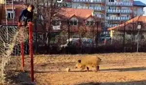 [Vidéo] Un sanglier fait monter un gardien de but sur ses cages