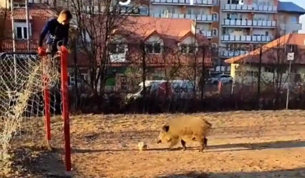 [Vidéo] Un sanglier fait monter un gardien de but sur ses cages