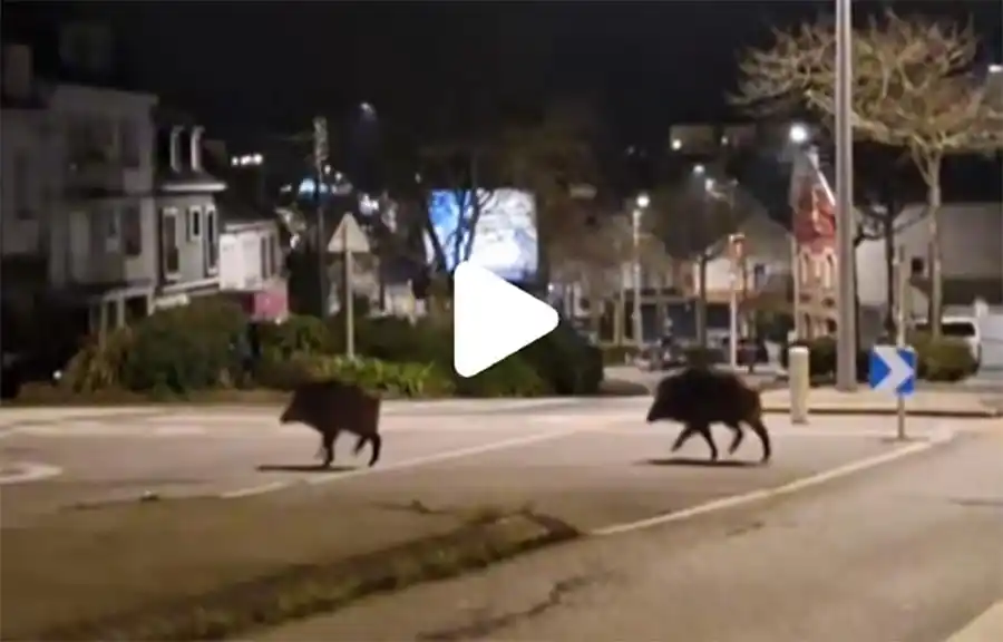 [Vidéo] Des sangliers en vadrouille en plein Lorient