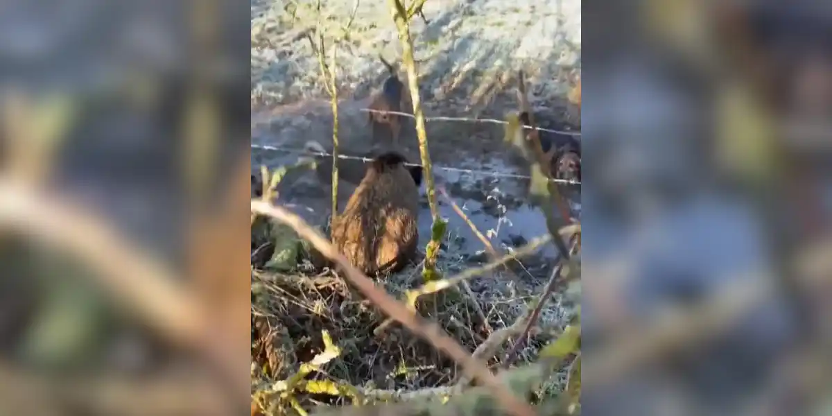 [Vidéo] Un sanglier tient sa position sous un barbelé face aux chiens de chasse