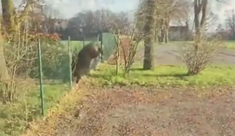 [Vidéo] Un sanglier stoppé net par un grillage