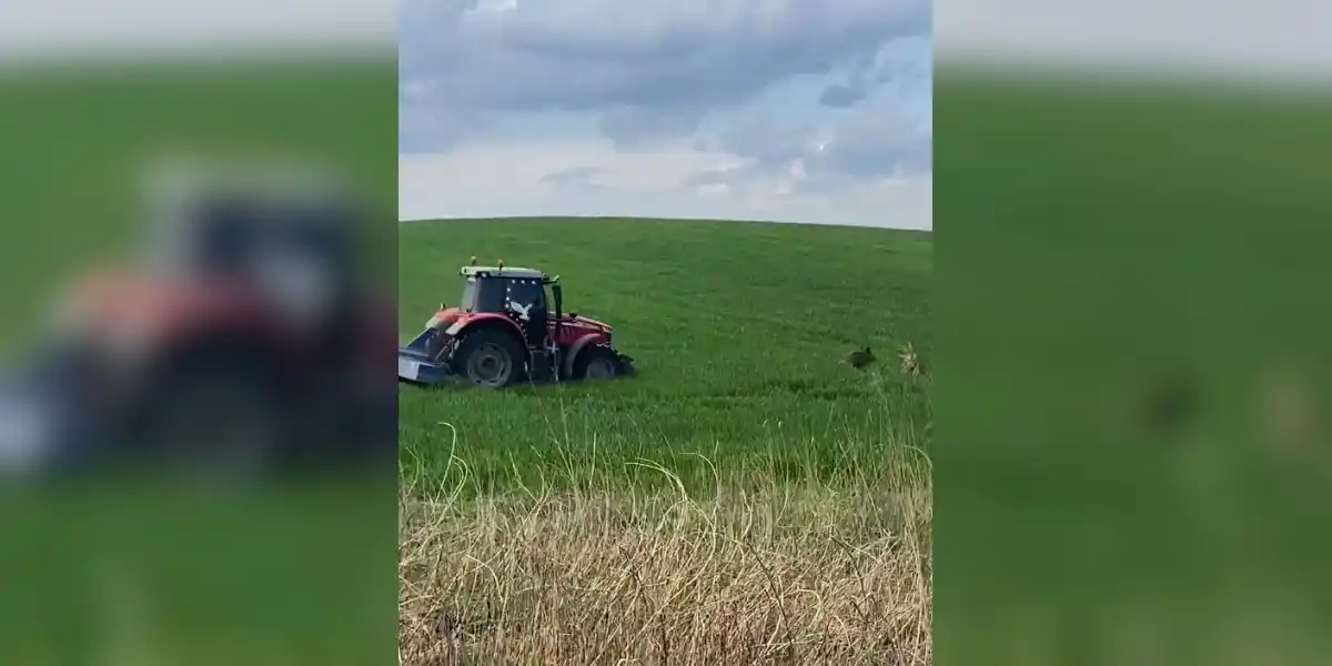 [Vidéo] Un agriculteur poursuit un sanglier en tracteur