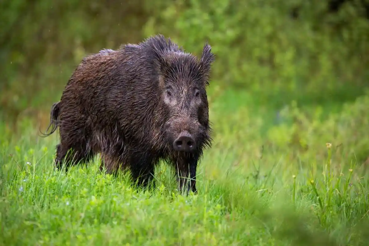 Couple attaqué par un sanglier : les chasseurs doivent payer selon la victime