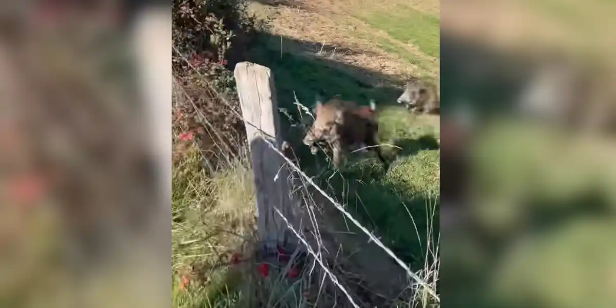 [Vidéo] Des sangliers déboulent à fond sur une clôture jusque dans les bottes des chasseurs postés