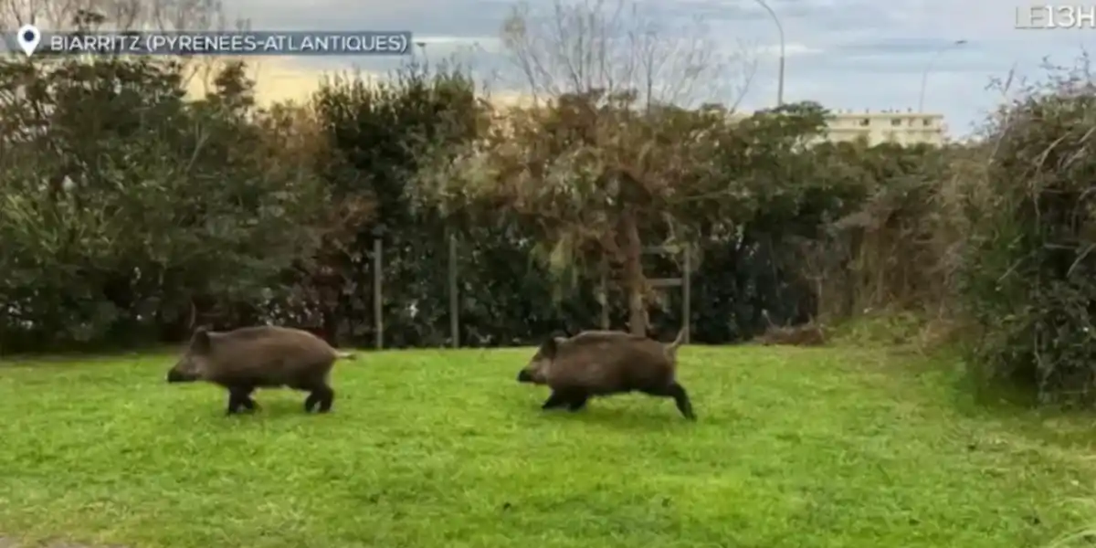 [Vidéo] Les sangliers investissent Biarritz et passent au journal de TF1