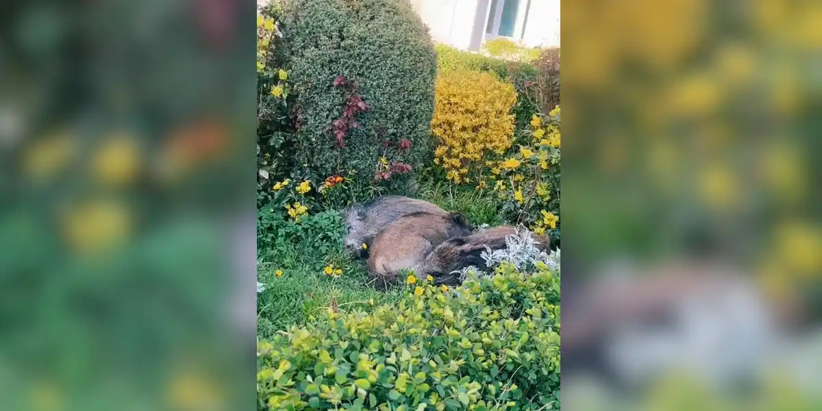 sangliers endormis dans une cité