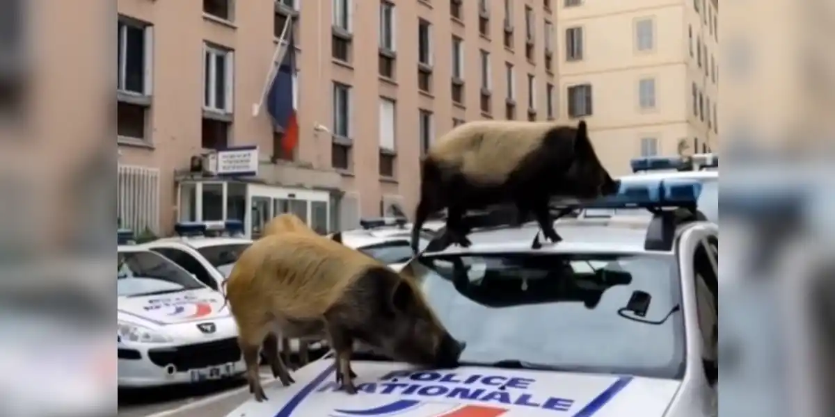 [Vidéo] Des « sangliers » font encore le buzz en grimpant sur un véhicule de police