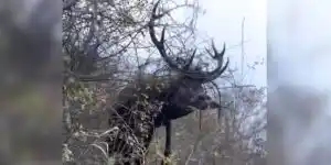 saut de cerf