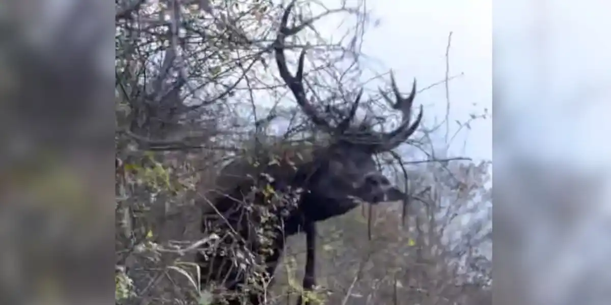 [Vidéo] Un cerf saute juste au dessus d’un chasseur à travers un buisson et manque de lui tomber dessus