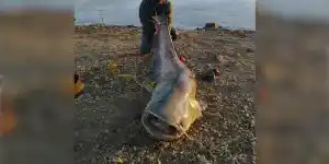 Un silure de plus de 2m50 pêché dans le Lac du Der