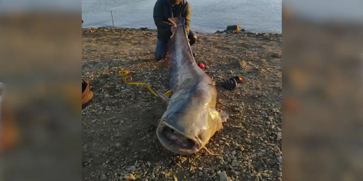 Un silure de plus de 2m50 pêché dans le Lac du Der