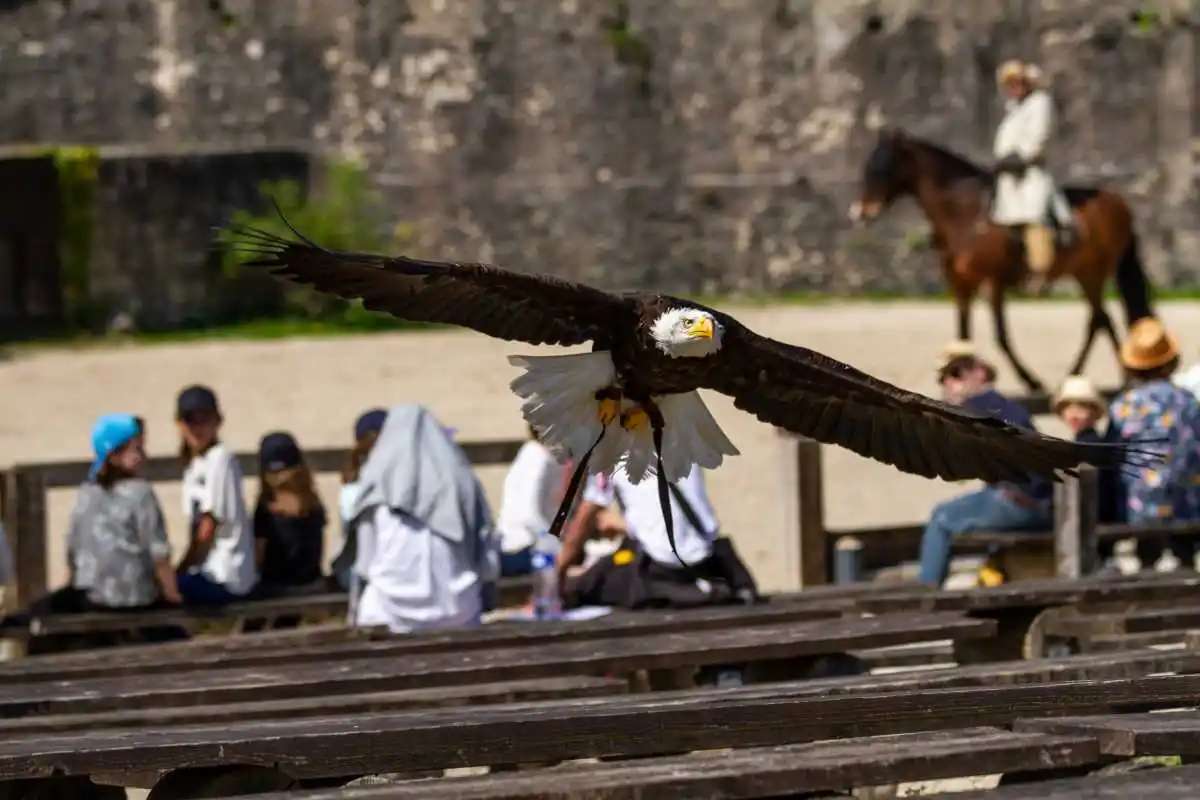 Un festival abandonne les spectacles de rapaces suite à la pression des animalistes