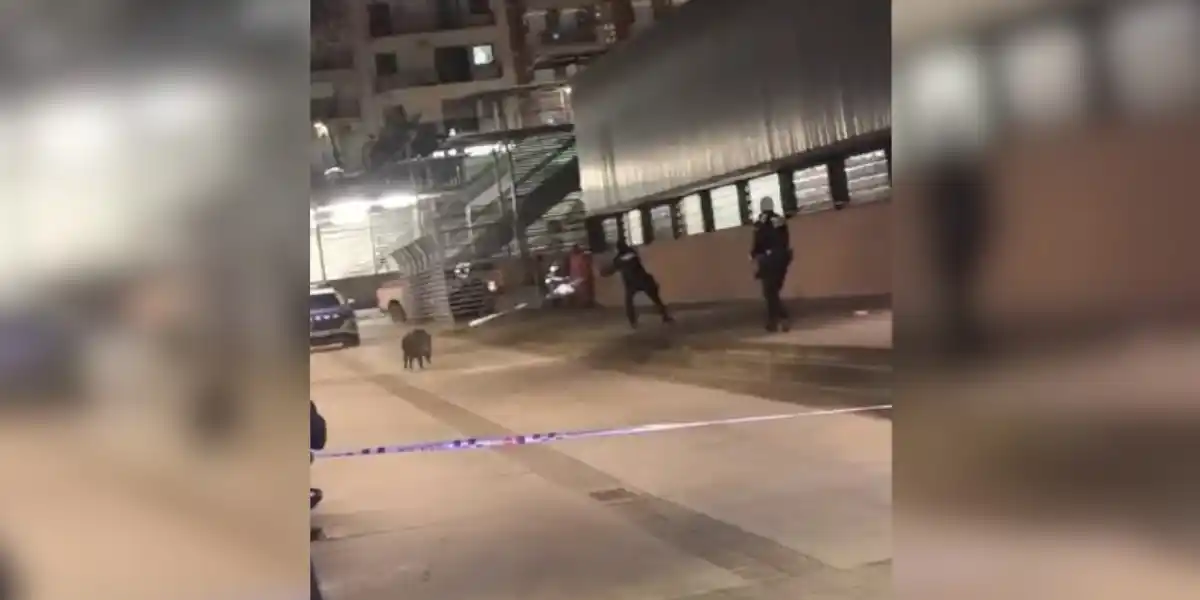 [Vidéo] La police tire à plusieurs reprise sur un sanglier en pleine ville