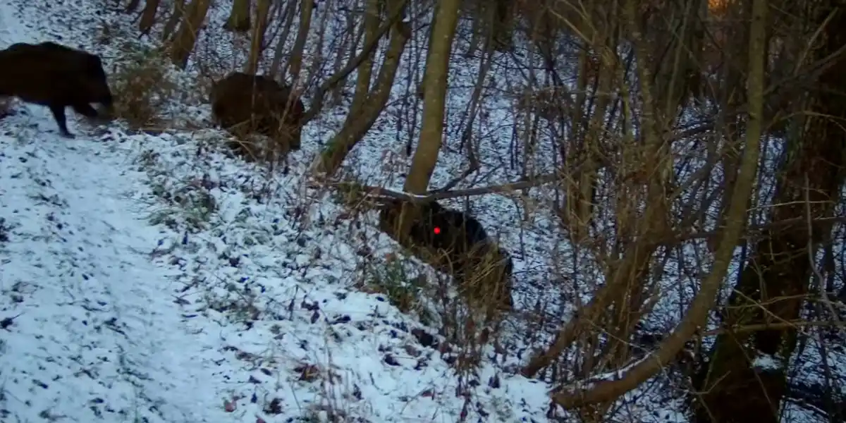 [Vidéo] Un triplé de sangliers à la 300 lors d’une chasse en Pologne