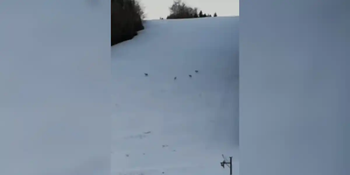 Quatre loups aperçus dans une station de ski du Doubs