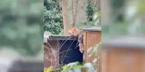 [Vidéo] Des renards se trouvent dans une position très inconfortable