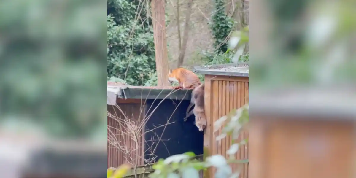 [Vidéo] Des renards se trouvent dans une position très inconfortable