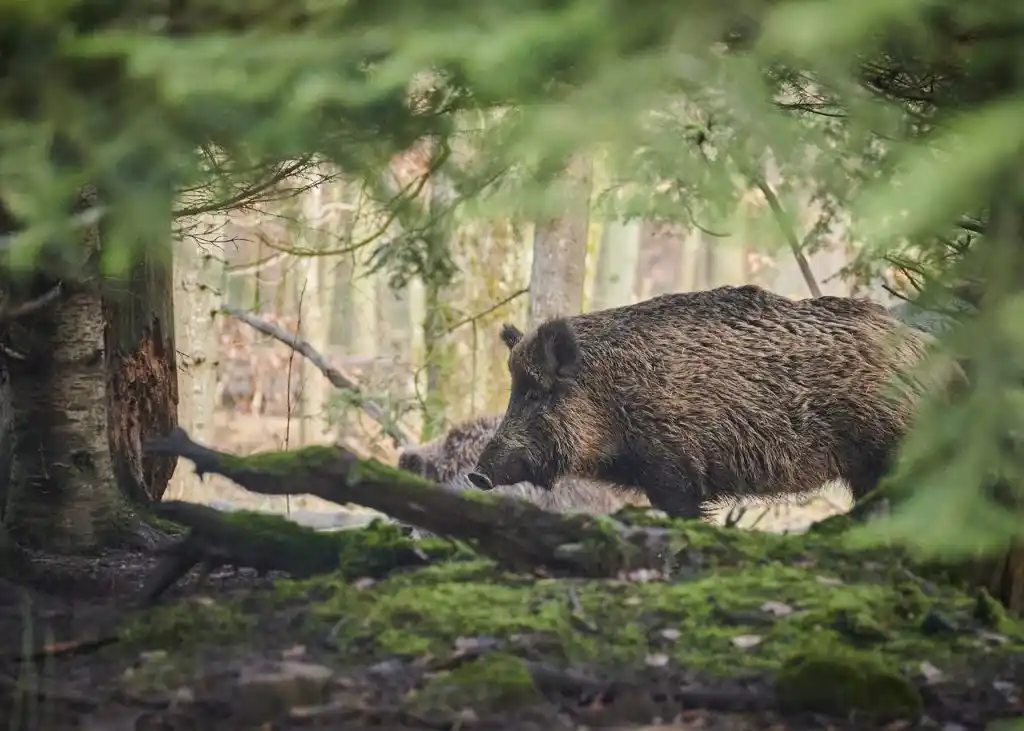 chasse sanglier traque affut